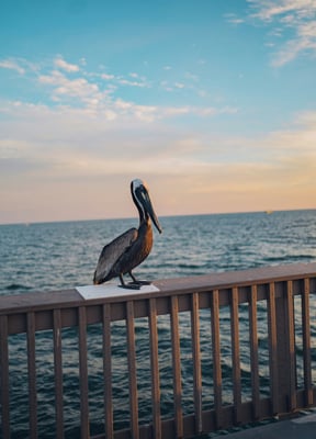 Pelican on pier at St. Pete Beach sunset